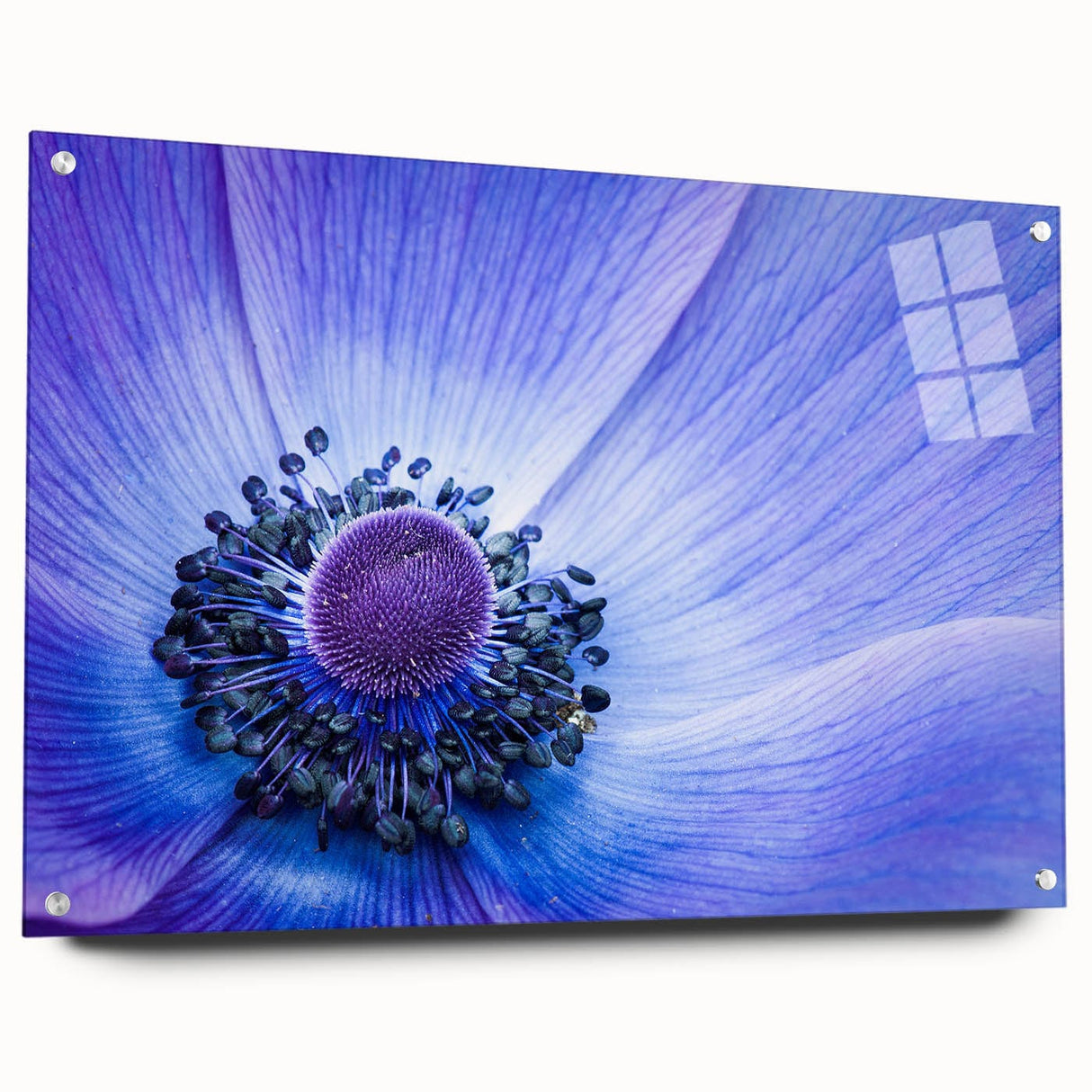 Blue Anemone Macro - Fine Art Photography Acrylic Prints