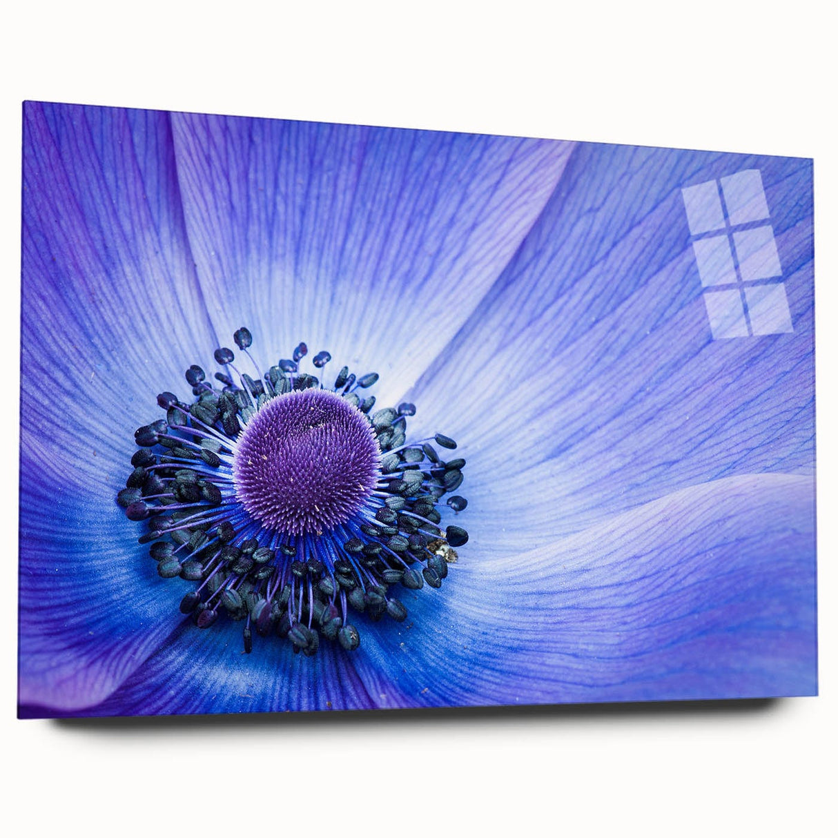 Blue Anemone Macro - Fine Art Photography Acrylic Prints