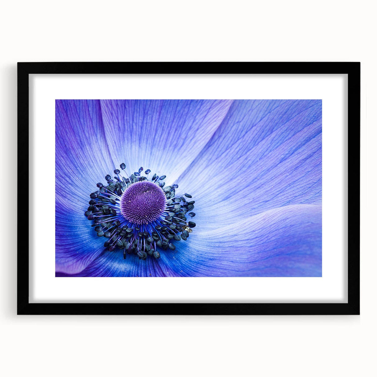 Blue Anemone Macro - Fine Art Photography Acrylic Prints