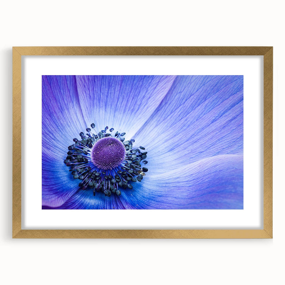 Blue Anemone Macro - Fine Art Photography Acrylic Prints