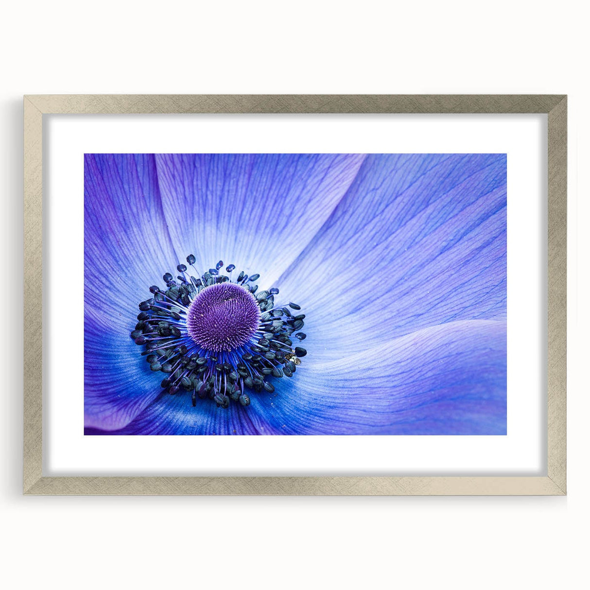 Blue Anemone Macro - Fine Art Photography Acrylic Prints