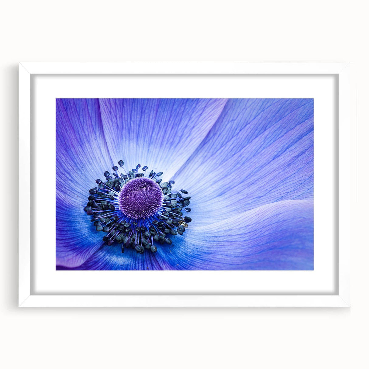 Blue Anemone Macro - Fine Art Photography Acrylic Prints