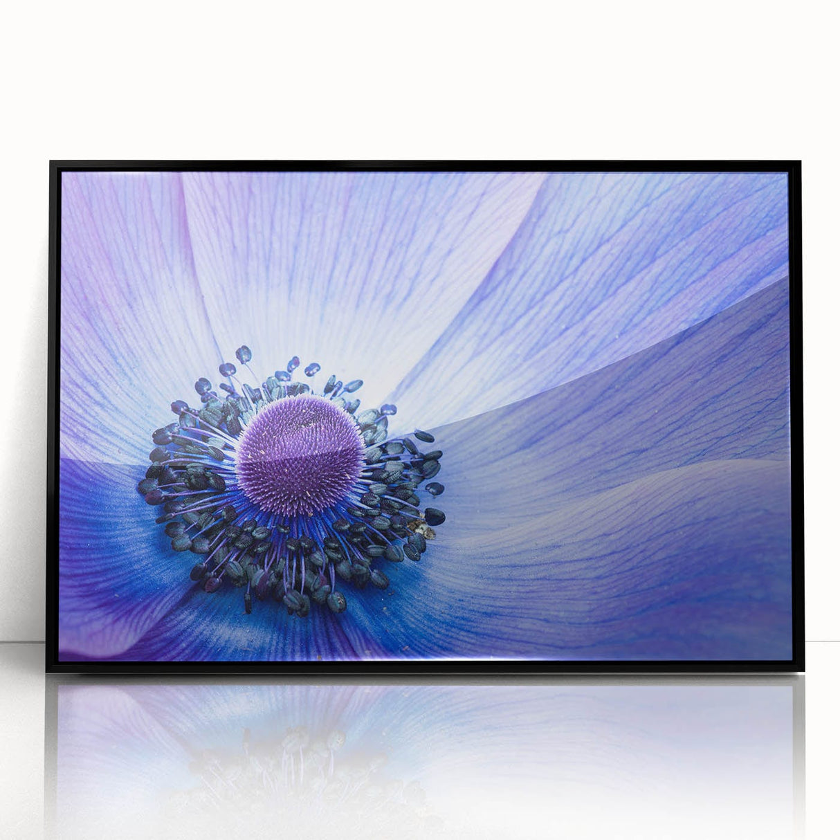 Blue Anemone Macro - Fine Art Photography Acrylic Prints