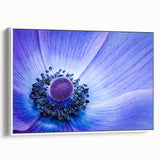 Blue Anemone Macro - Fine Art Photography Acrylic Prints