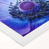 Blue Anemone Macro - Fine Art Photography Acrylic Prints