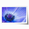 Blue Anemone Macro - Fine Art Photography Acrylic Prints