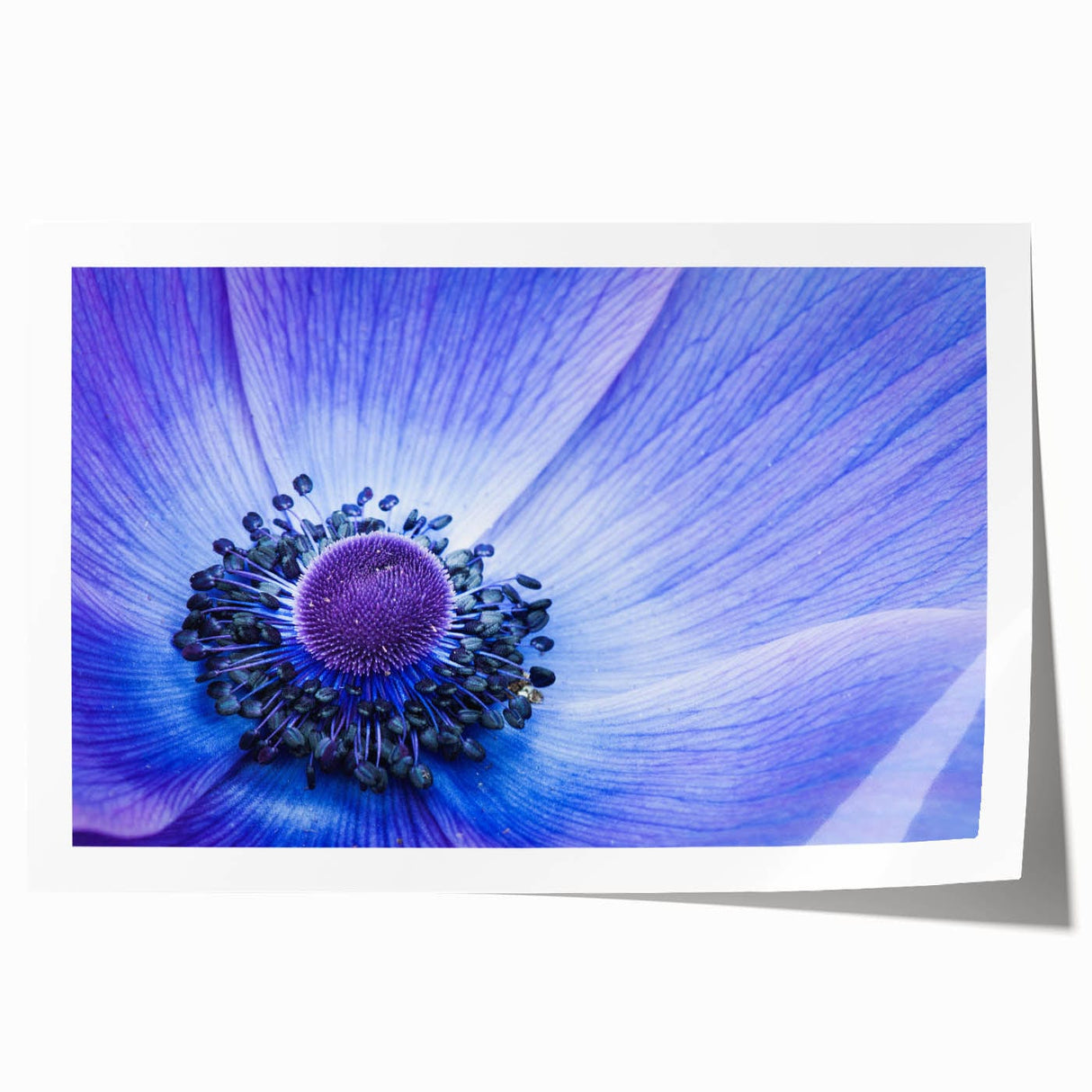 Blue Anemone Macro - Fine Art Photography Acrylic Prints