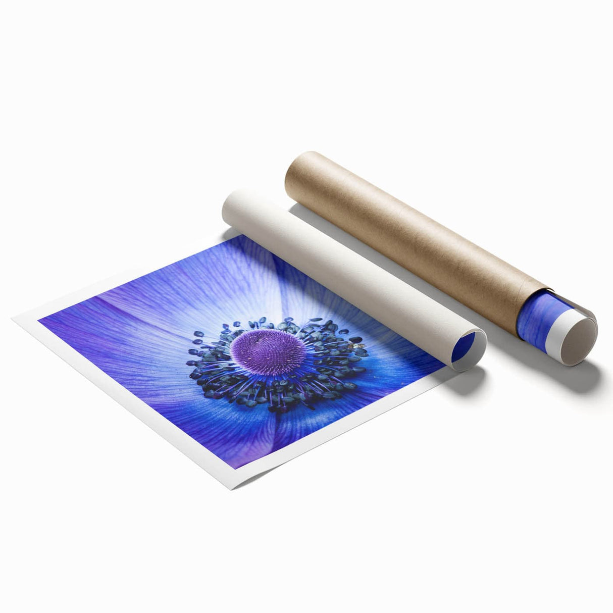 Blue Anemone Macro - Fine Art Photography Acrylic Prints