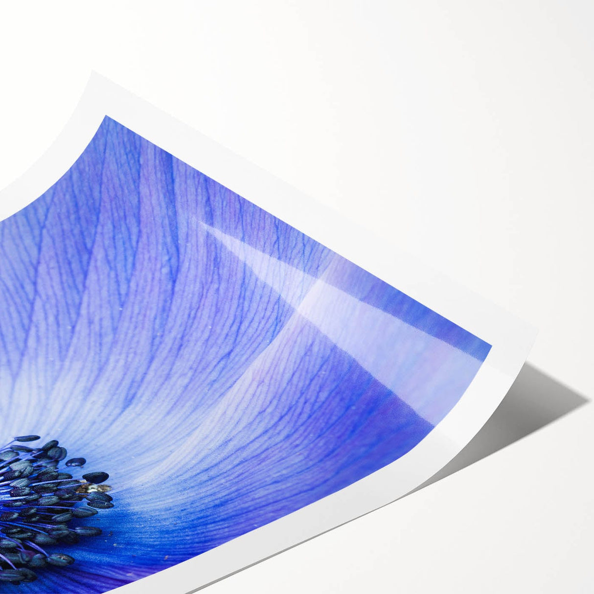 Blue Anemone Macro - Fine Art Photography Acrylic Prints