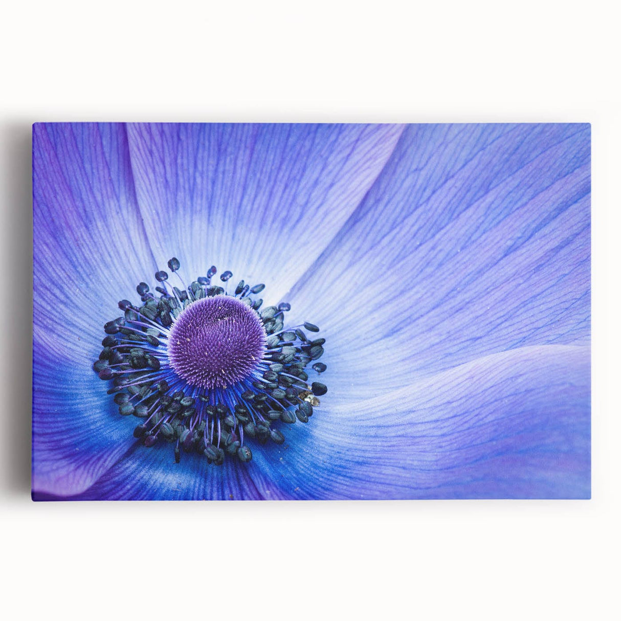 Blue Anemone Macro - Fine Art Photography Acrylic Prints