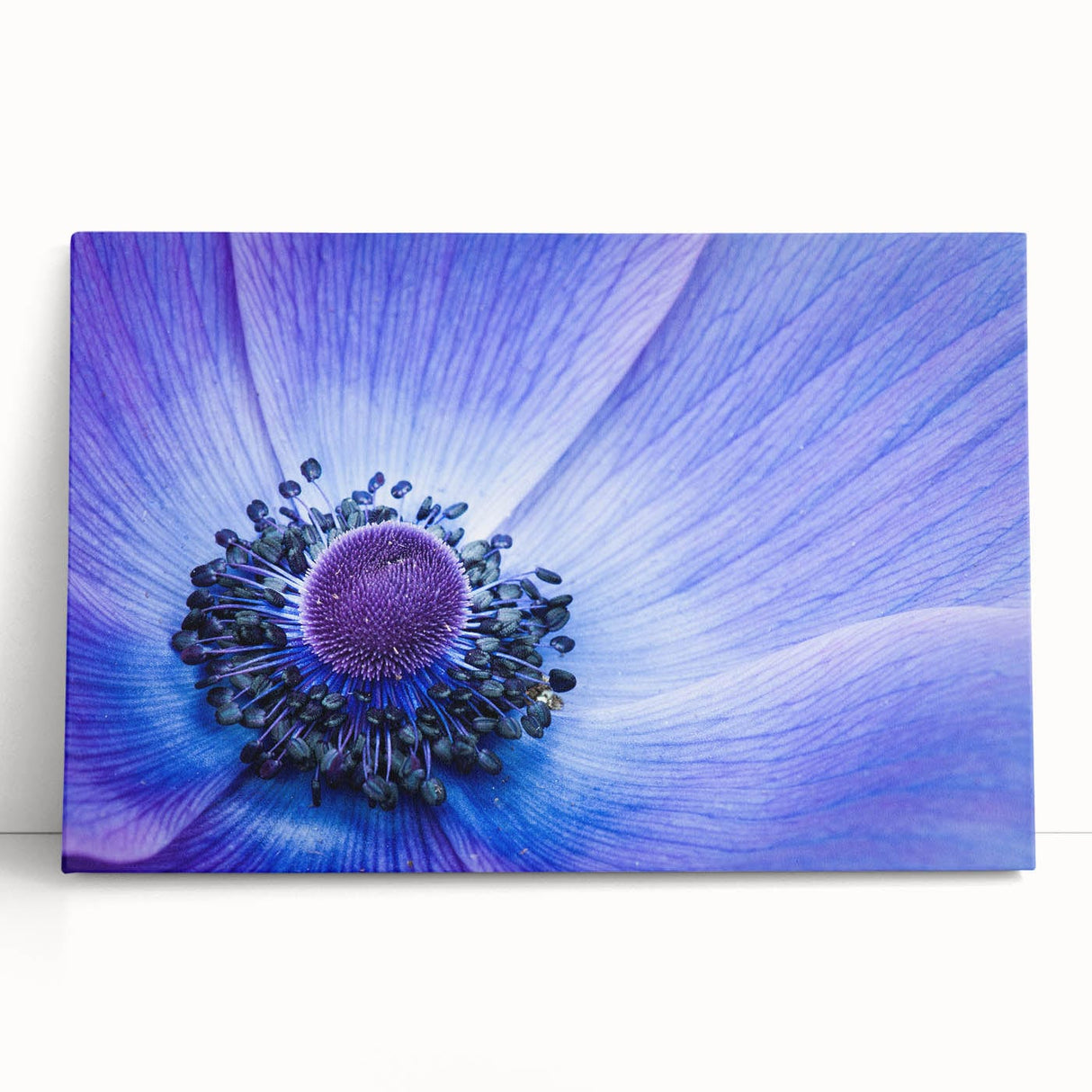 Blue Anemone Macro - Fine Art Photography Acrylic Prints