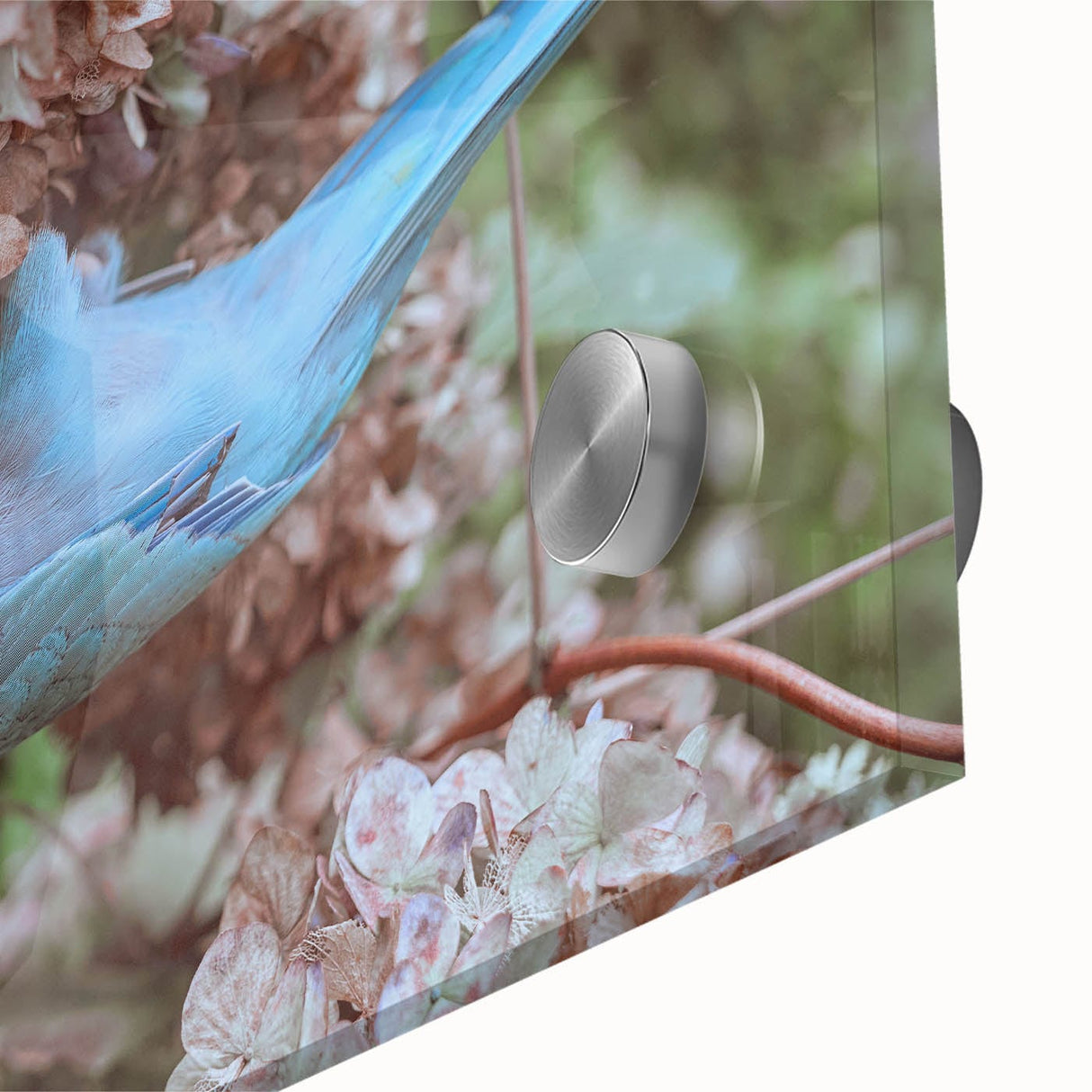 Blue Parrot in Hydrangeas - Fine Art Photography Canvas Prints