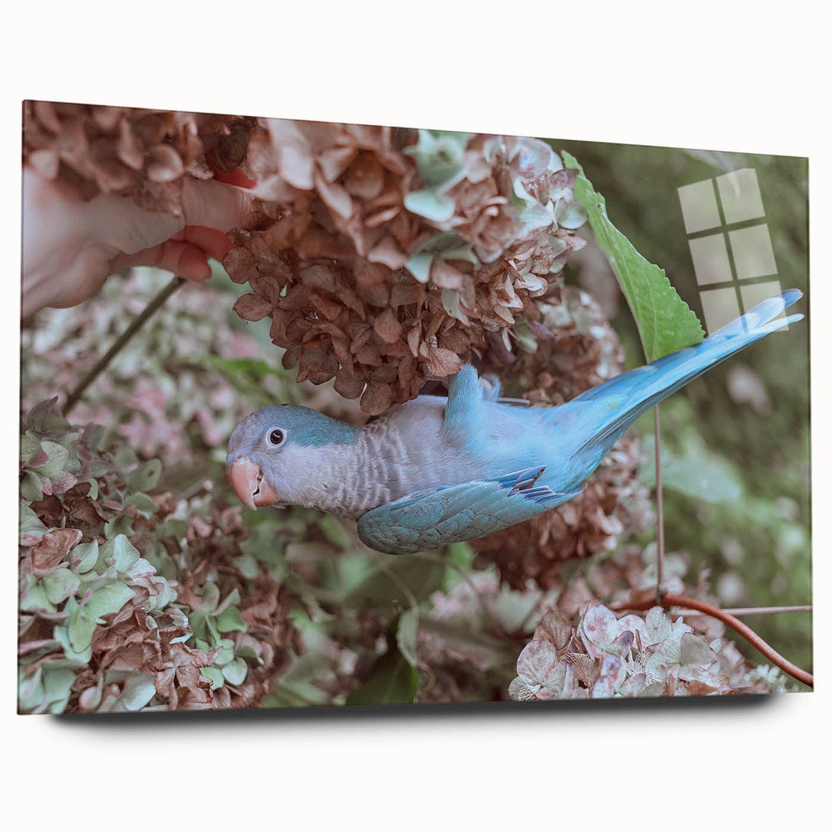 Blue Parrot in Hydrangeas - Fine Art Photography Canvas Prints