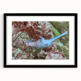 Blue Parrot in Hydrangeas - Fine Art Photography Canvas Prints