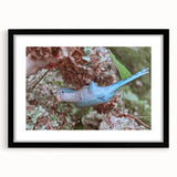 Blue Parrot in Hydrangeas - Fine Art Photography Canvas Prints