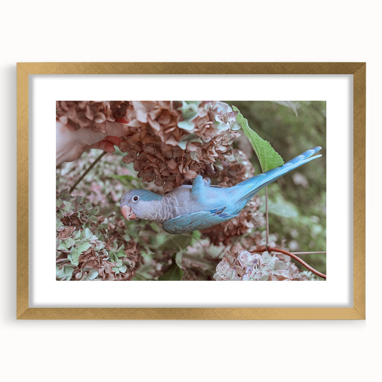 Blue Parrot in Hydrangeas - Fine Art Photography Canvas Prints