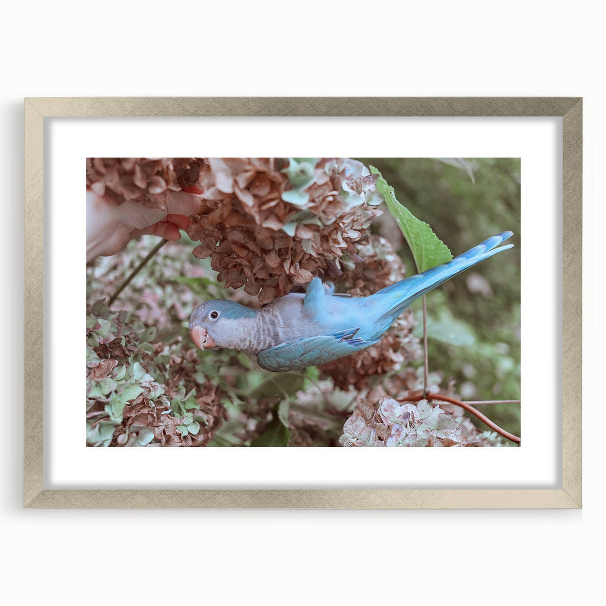 Blue Parrot in Hydrangeas - Fine Art Photography Canvas Prints