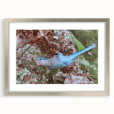 Blue Parrot in Hydrangeas - Fine Art Photography Canvas Prints