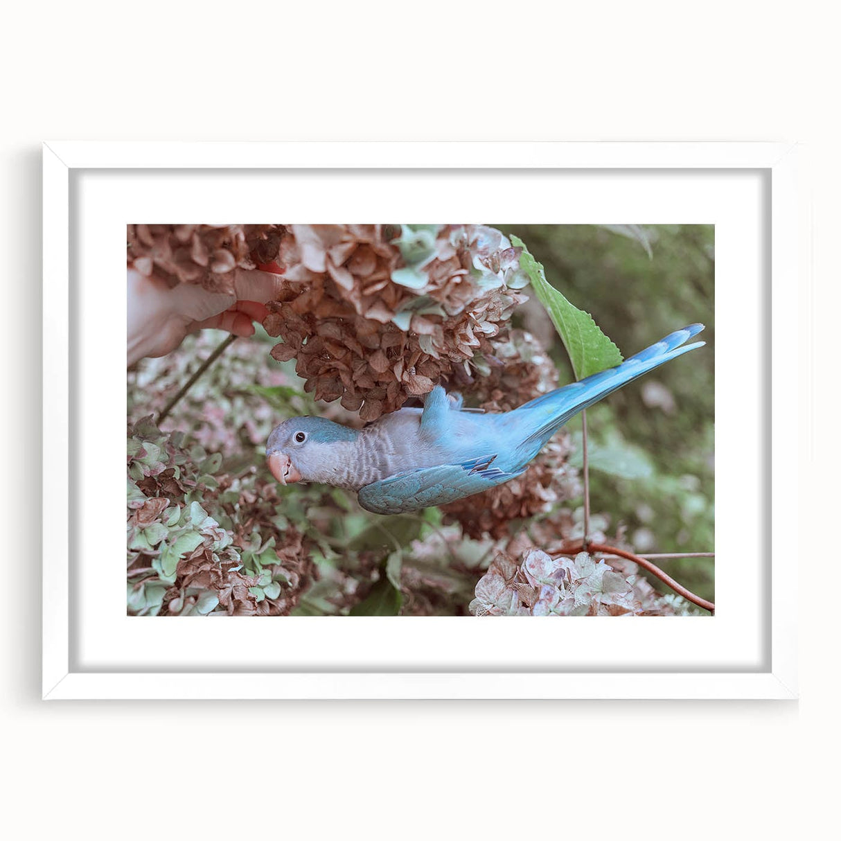 Blue Parrot in Hydrangeas - Fine Art Photography Canvas Prints