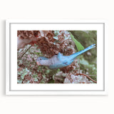 Blue Parrot in Hydrangeas - Fine Art Photography Canvas Prints