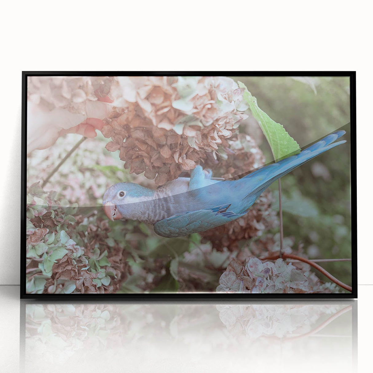 Blue Parrot in Hydrangeas - Fine Art Photography Canvas Prints