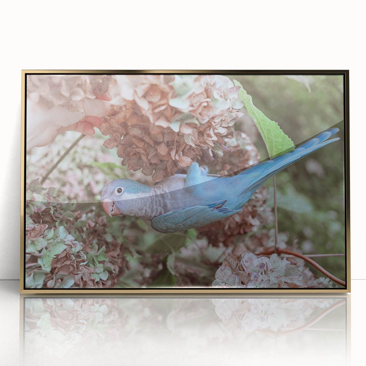 Blue Parrot in Hydrangeas - Fine Art Photography Canvas Prints