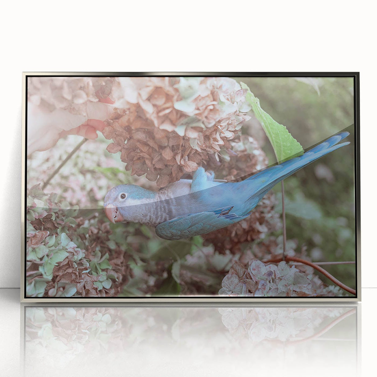 Blue Parrot in Hydrangeas - Fine Art Photography Canvas Prints