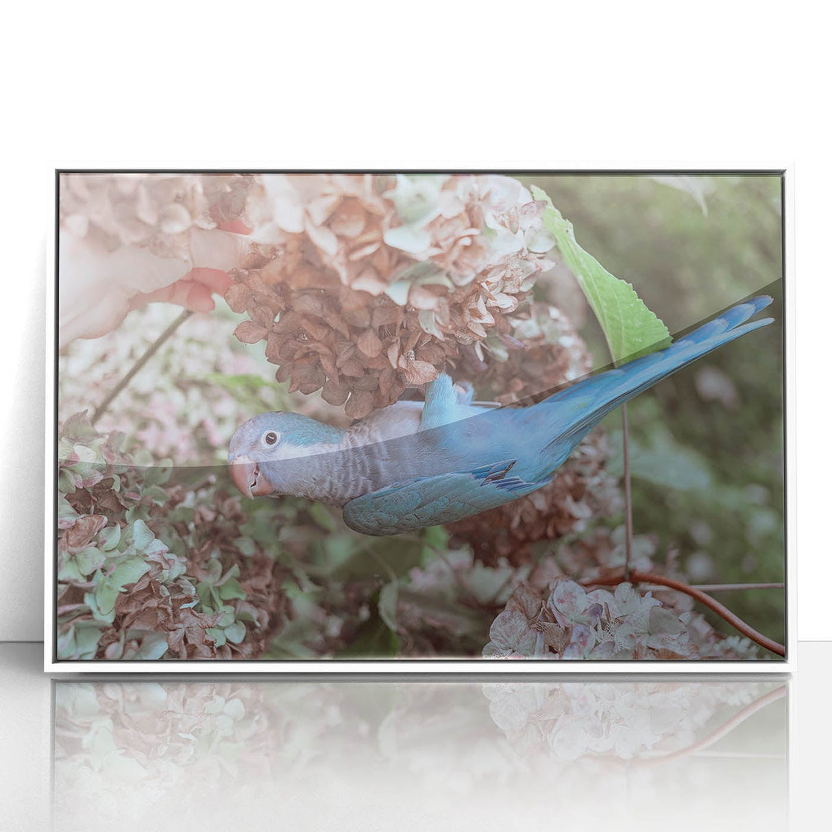 Blue Parrot in Hydrangeas - Fine Art Photography Canvas Prints