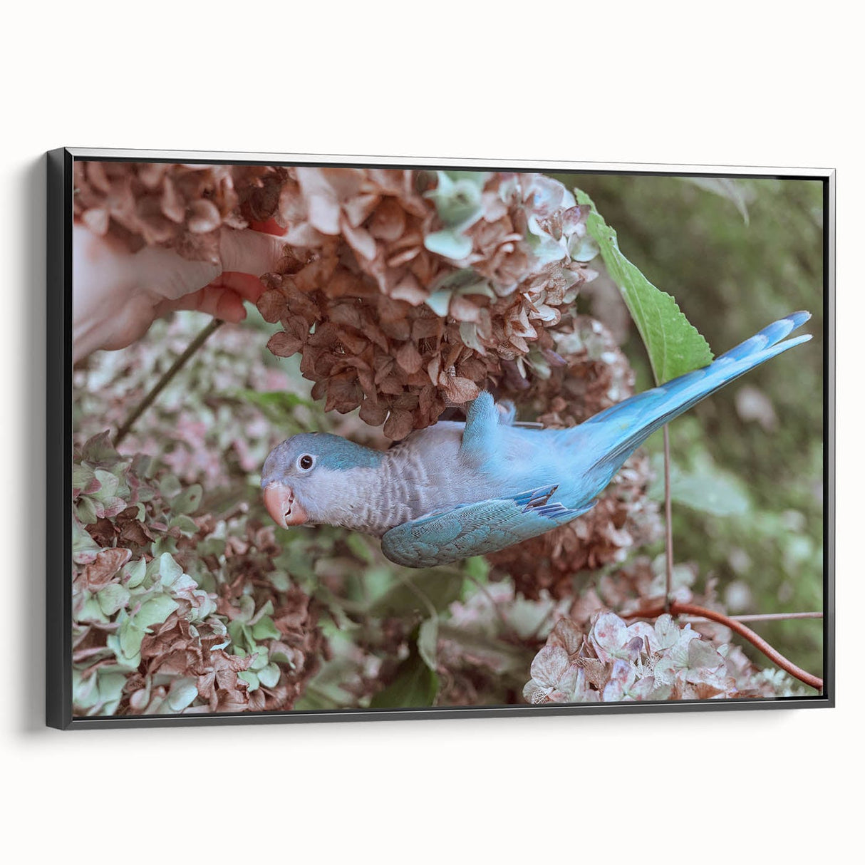 Blue Parrot in Hydrangeas - Fine Art Photography Canvas Prints