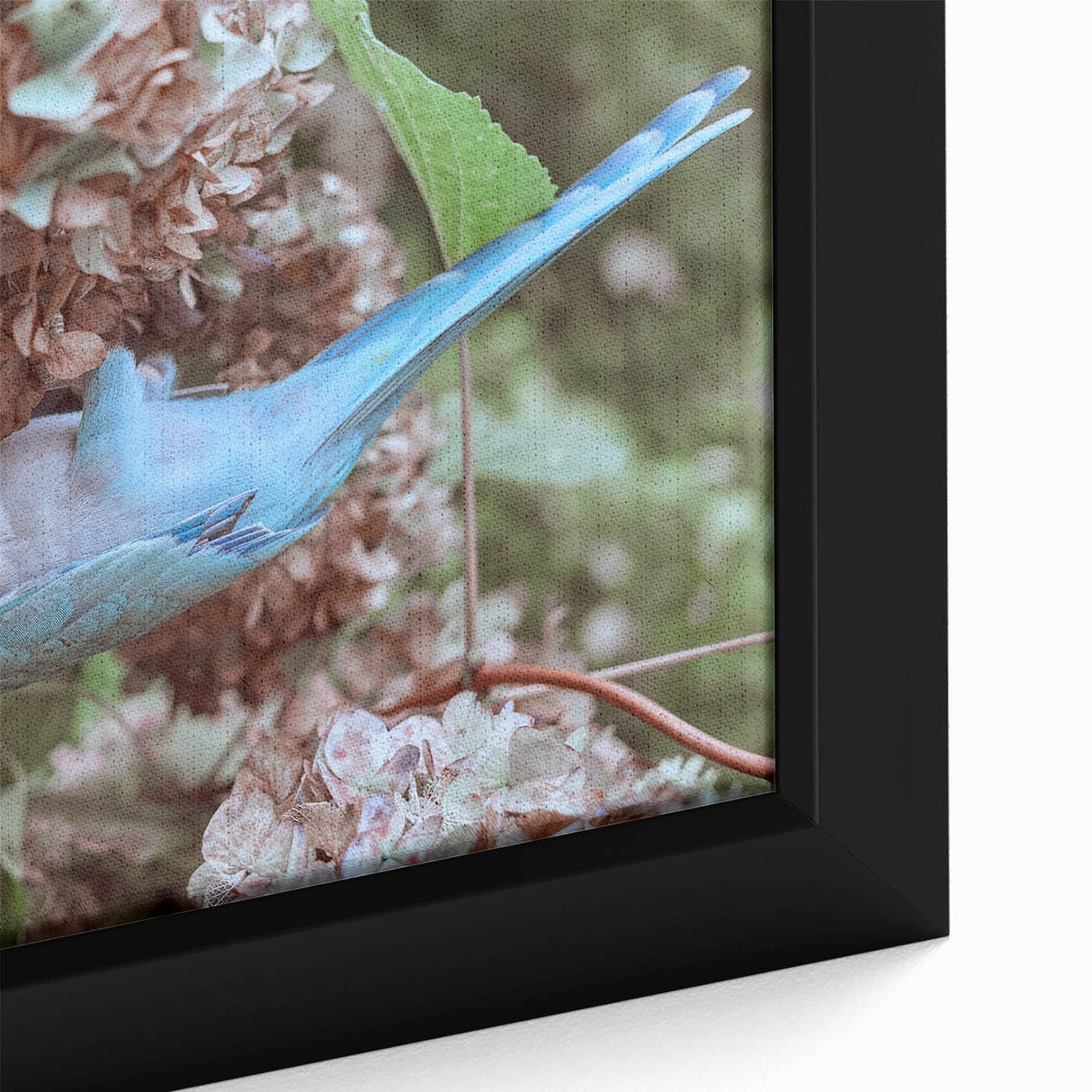 Blue Parrot in Hydrangeas - Fine Art Photography Canvas Prints