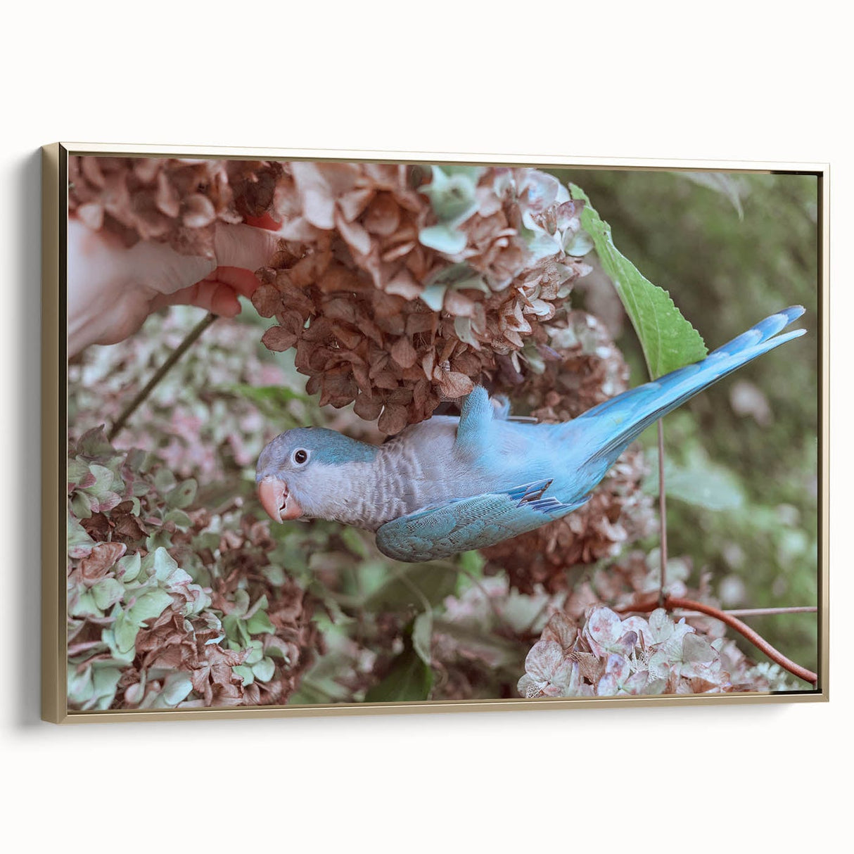 Blue Parrot in Hydrangeas - Fine Art Photography Canvas Prints
