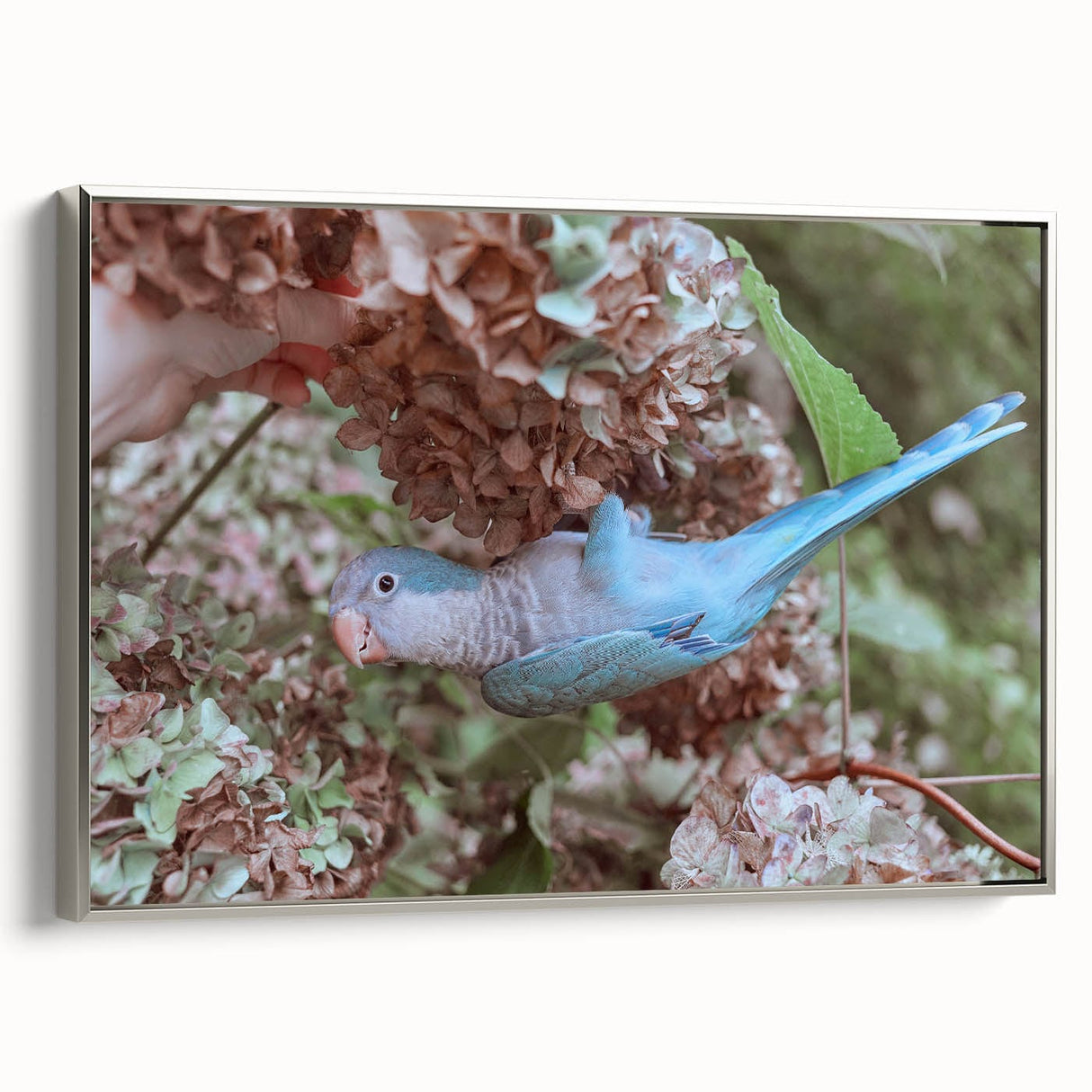 Blue Parrot in Hydrangeas - Fine Art Photography Canvas Prints
