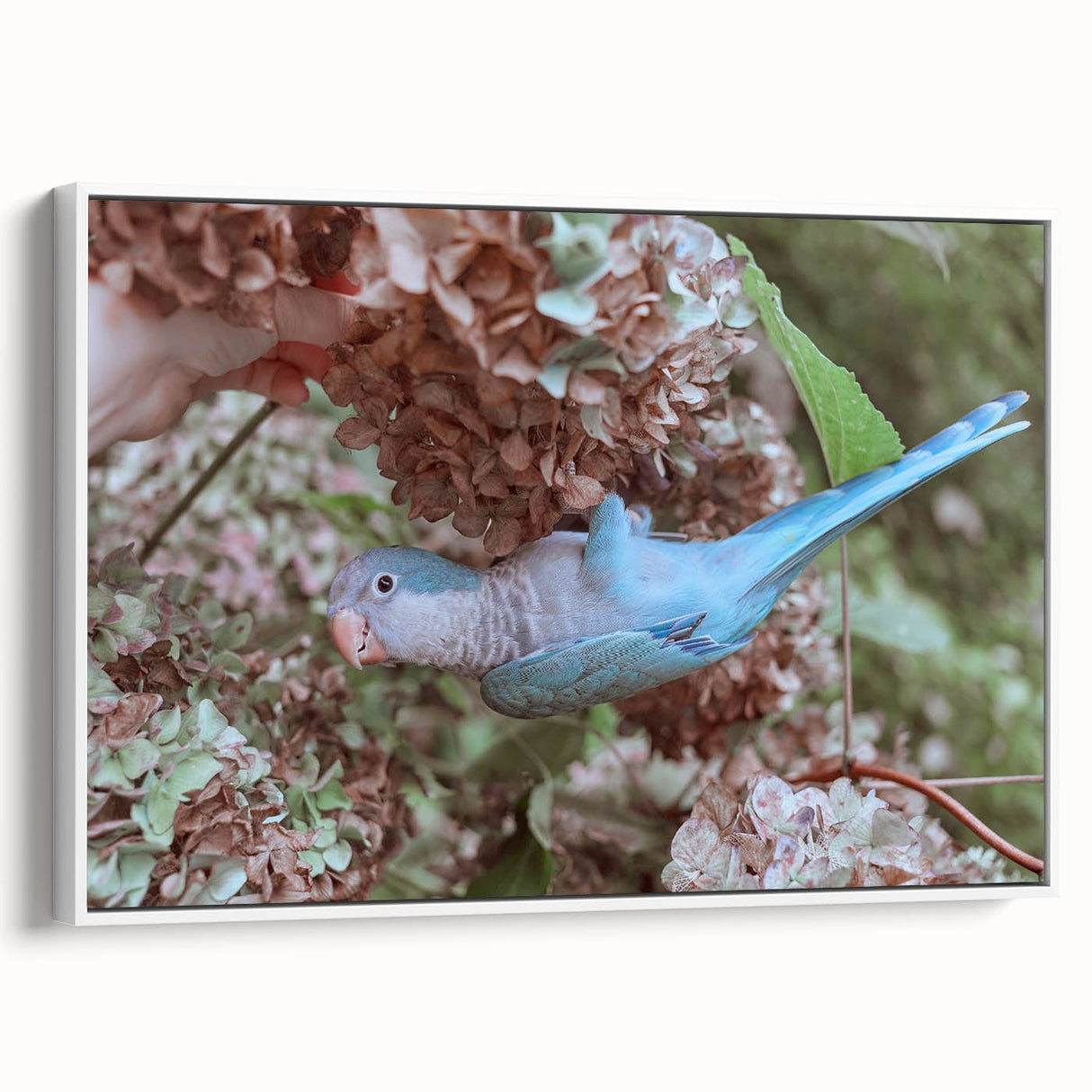 Blue Parrot in Hydrangeas - Fine Art Photography Canvas Prints