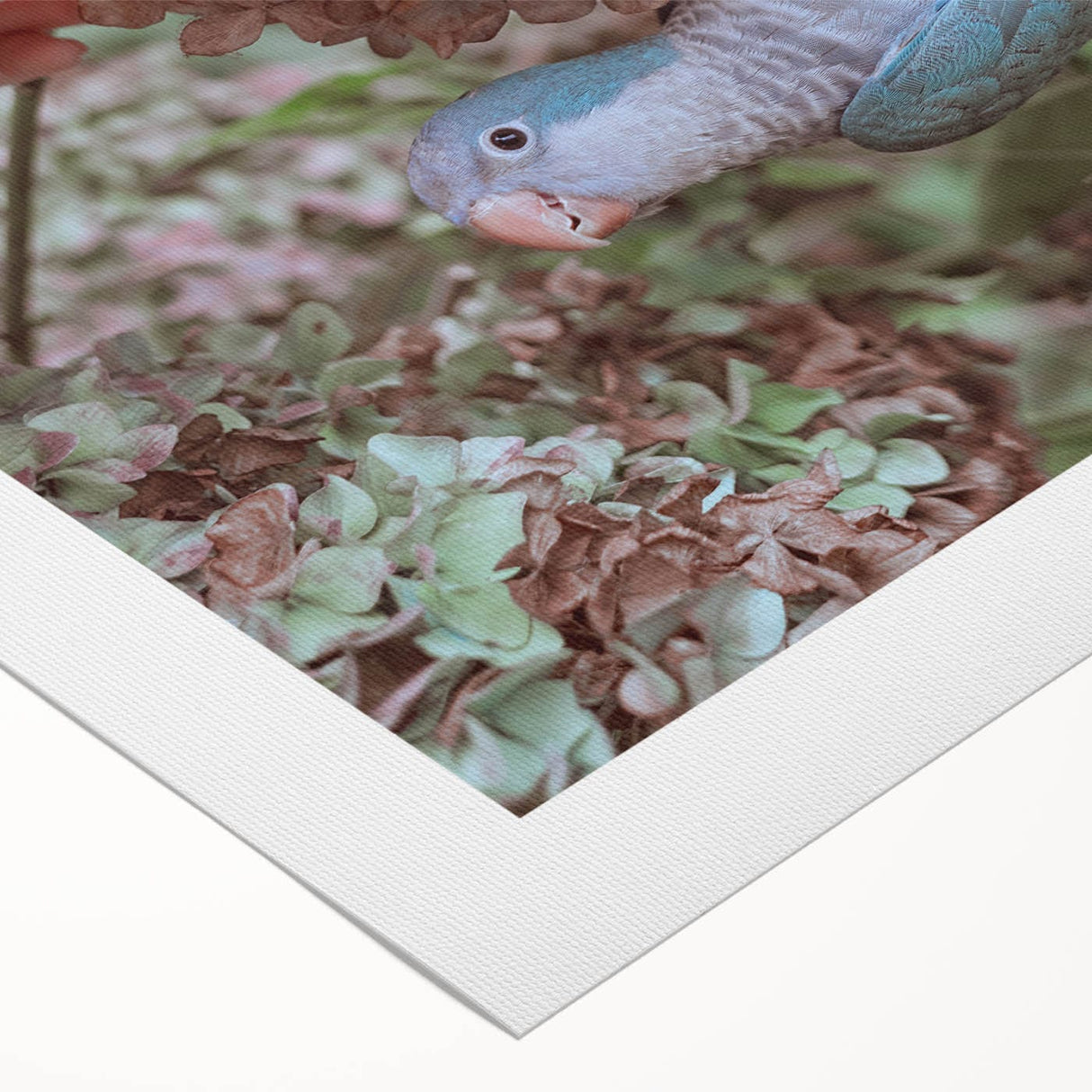 Blue Parrot in Hydrangeas - Fine Art Photography Canvas Prints