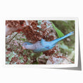Blue Parrot in Hydrangeas - Fine Art Photography Canvas Prints