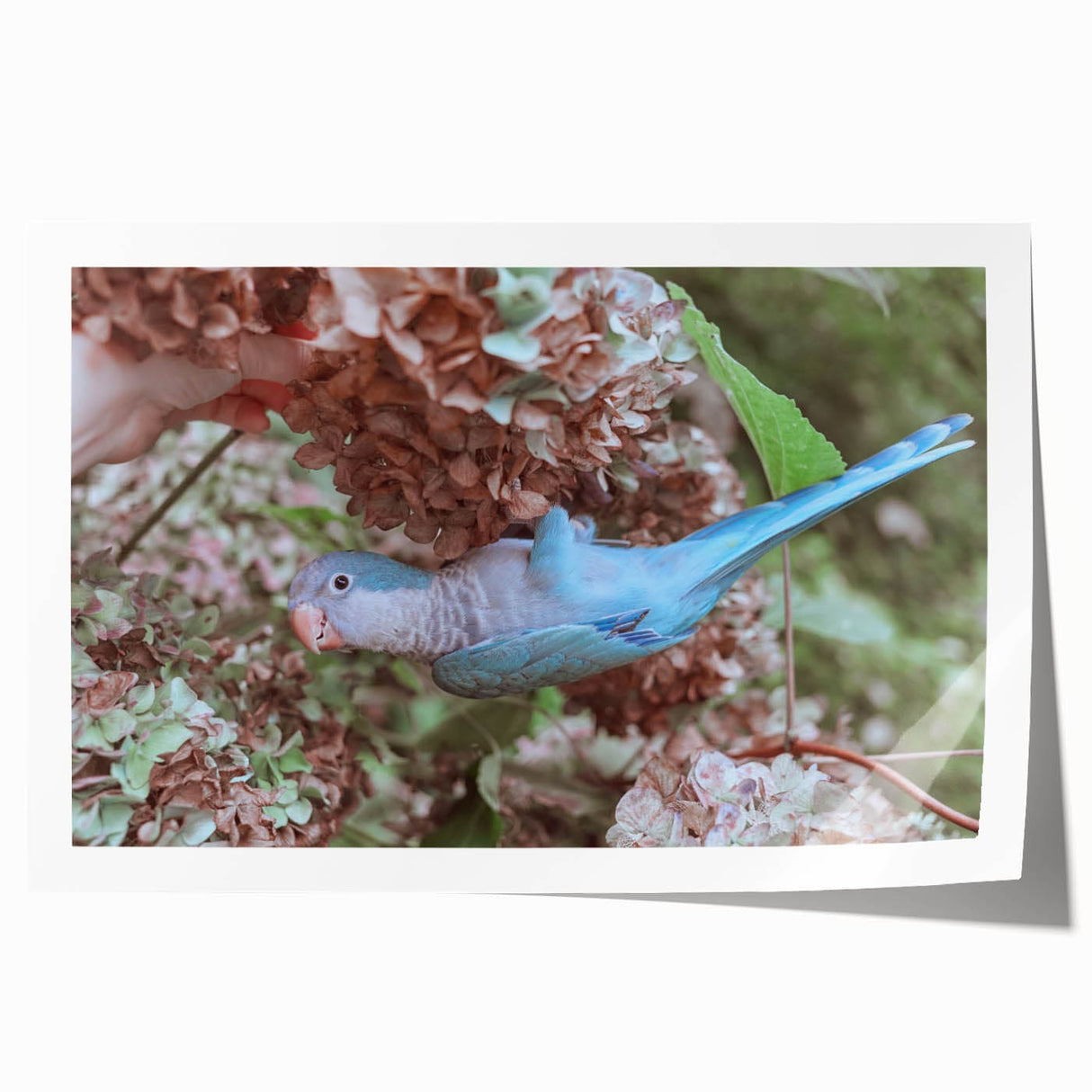 Blue Parrot in Hydrangeas - Fine Art Photography Canvas Prints