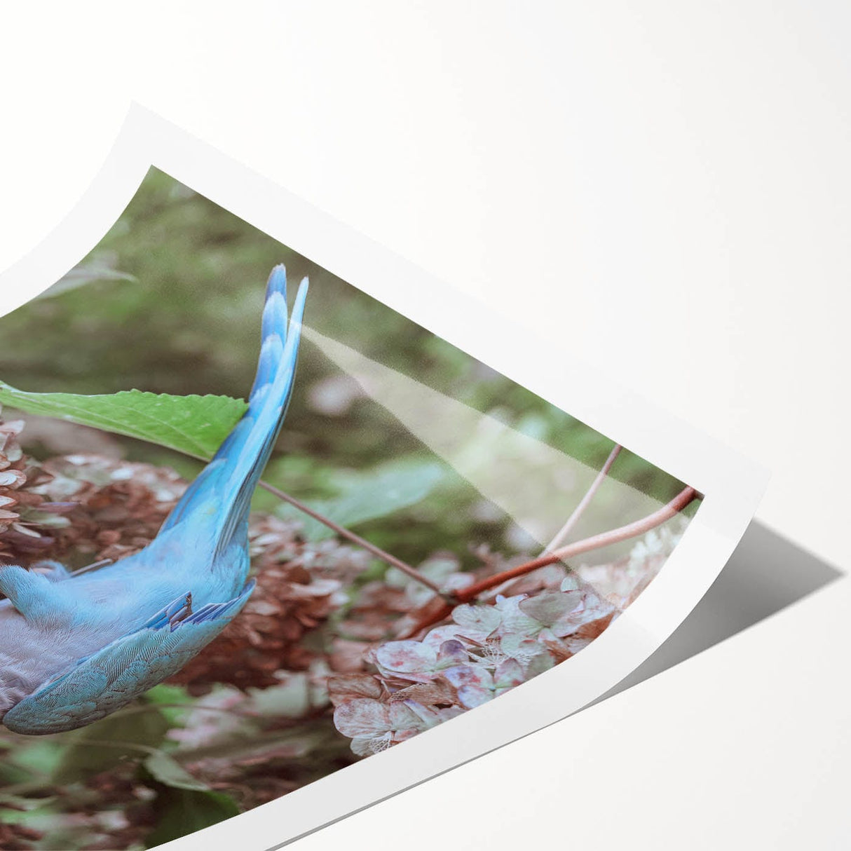 Blue Parrot in Hydrangeas - Fine Art Photography Canvas Prints