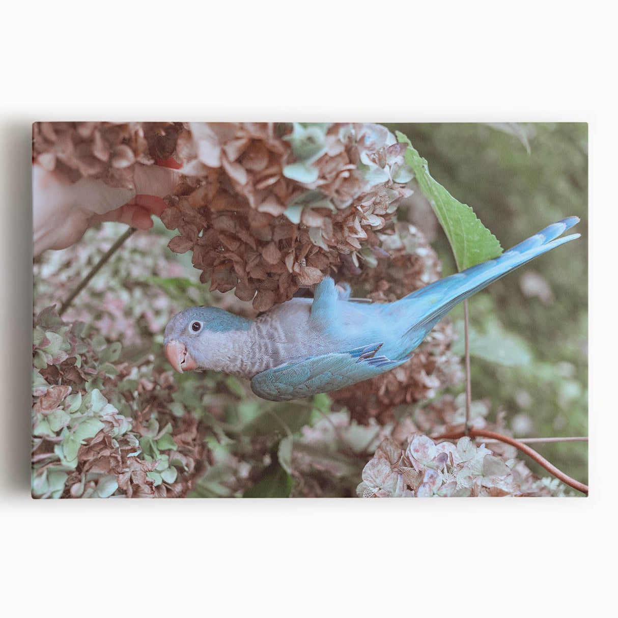 Blue Parrot in Hydrangeas - Fine Art Photography Canvas Prints