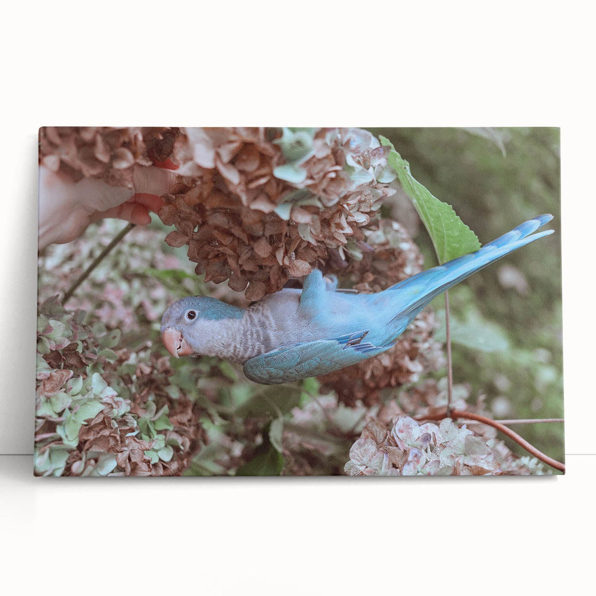 Blue Parrot in Hydrangeas - Fine Art Photography Canvas Prints