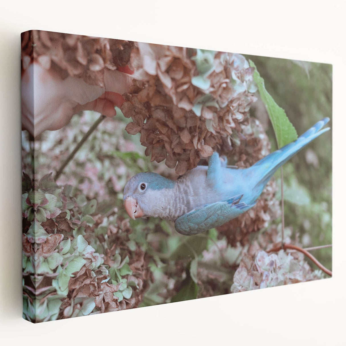 Blue Parrot in Hydrangeas - Fine Art Photography Canvas Prints
