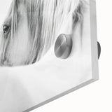 Elegant White Horse - Fine Art Photography Framed Prints