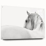 Elegant White Horse - Fine Art Photography Framed Prints