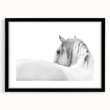 Elegant White Horse - Fine Art Photography Framed Prints