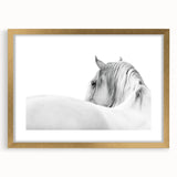 Elegant White Horse - Fine Art Photography Framed Prints