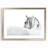 Elegant White Horse - Fine Art Photography Framed Prints