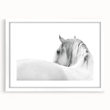 Elegant White Horse - Fine Art Photography Framed Prints