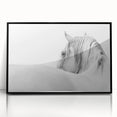 Elegant White Horse - Fine Art Photography Framed Prints