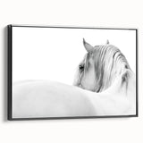 Elegant White Horse - Fine Art Photography Framed Prints
