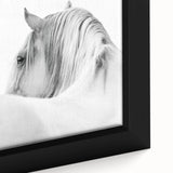 Elegant White Horse - Fine Art Photography Framed Prints