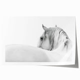 Elegant White Horse - Fine Art Photography Framed Prints